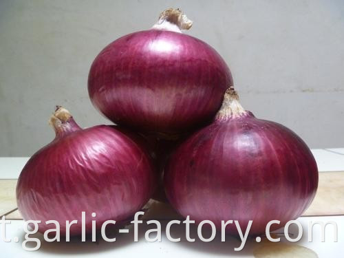 Quality fresh onion vegetables new crop for wholesale